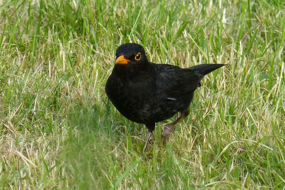 blackbird, grass, vertebrate, animal themes, animals in the wild HD wallpaper