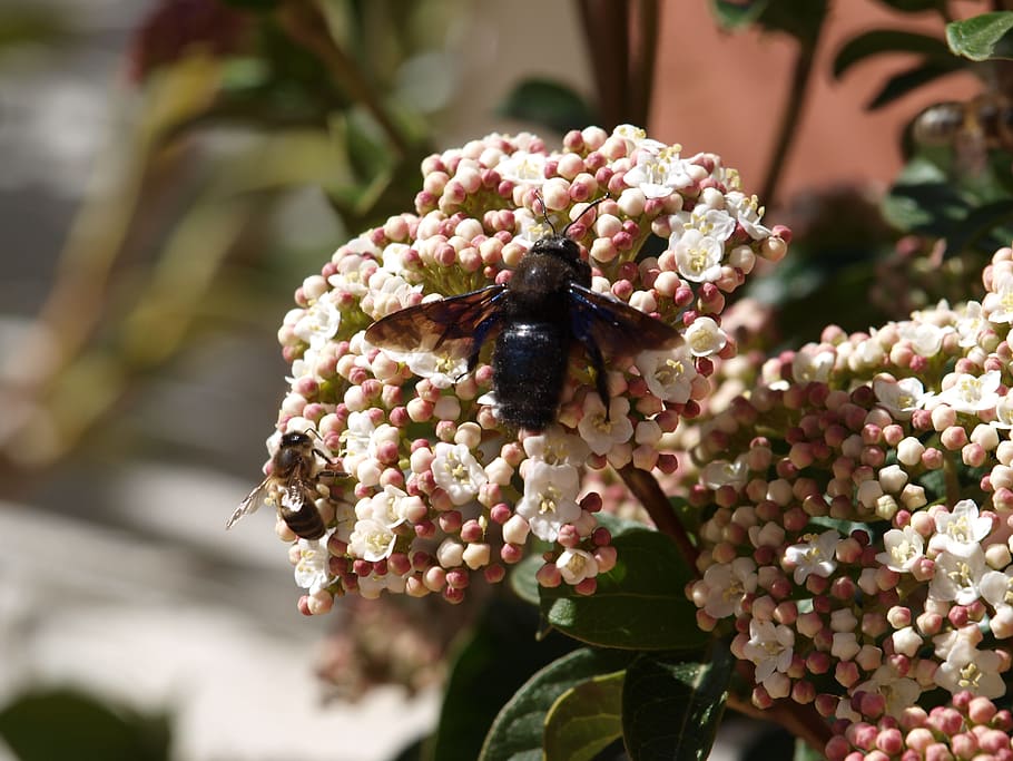 insect, flower, plant, flowering plant, beauty in nature, invertebrate HD wallpaper