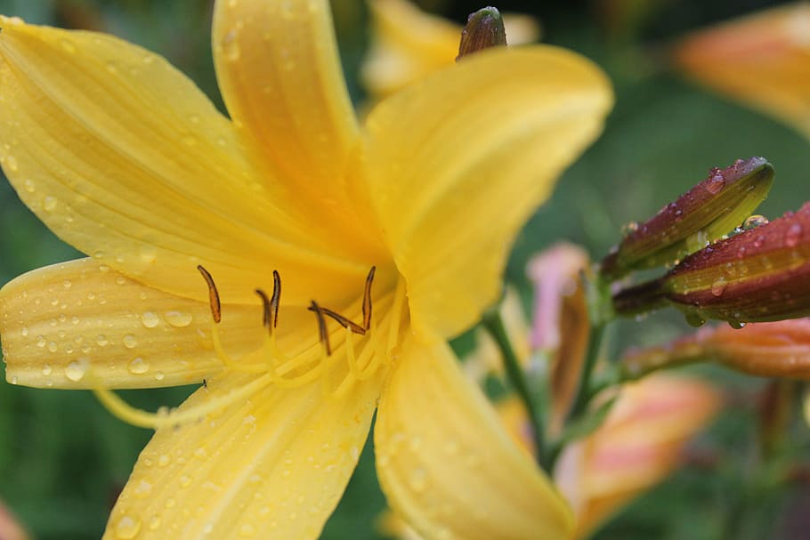 Yellow Petaled Flower, beautiful, bloom, blooming, blossom, blur HD wallpaper