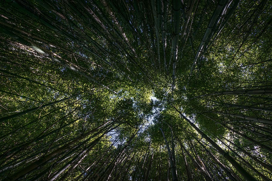 forest, trees, perspective, nature, green, environment, foliage HD wallpaper