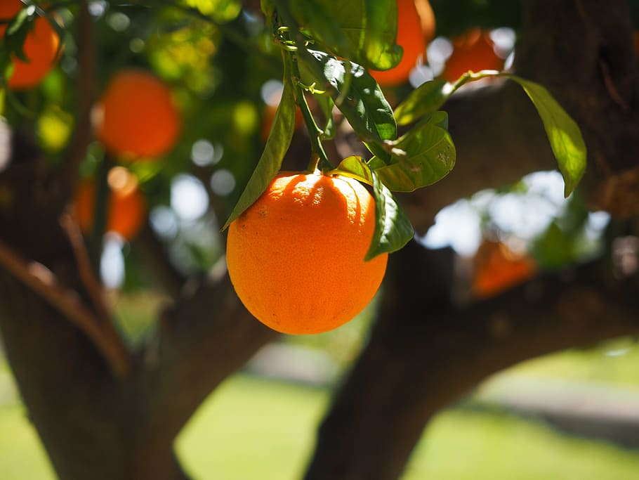 selective focus photography of orange fruit, log, tribe, orange tree trunk HD wallpaper
