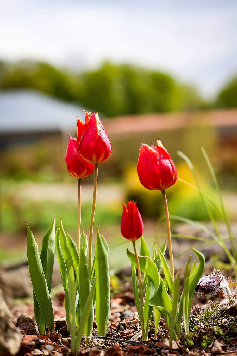red tulip flower during daytime, tulips, flowers, spring, flora, HD wallpaper