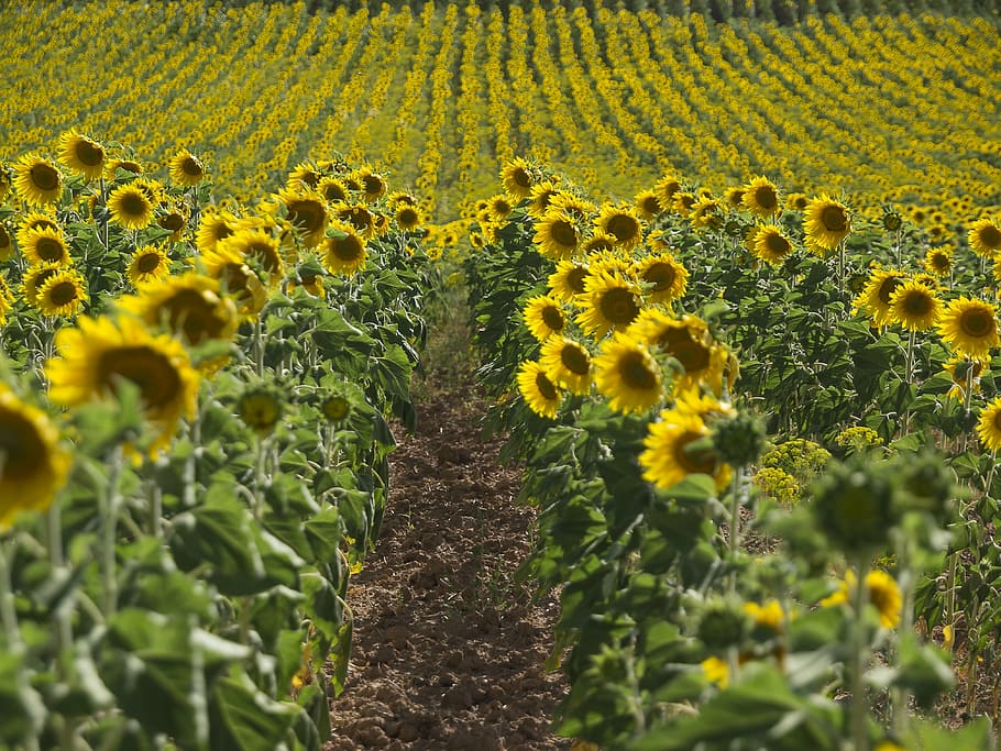 sunflowers, fields, yellow, pipes, nature, yellow flower, oil HD wallpaper