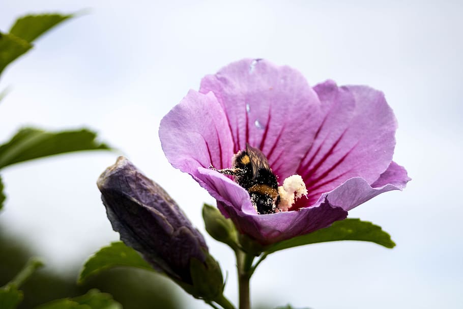 comanche, nature, pollination, azores, são miguel, macro, flower HD wallpaper