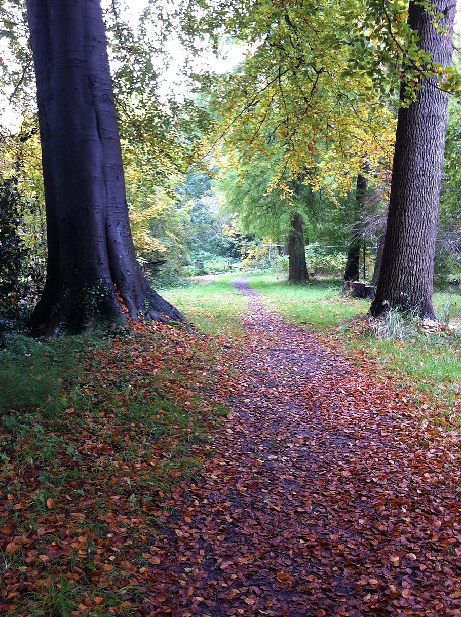 autumn, forest, walkway, tree, plant, trunk, tree trunk, change HD wallpaper