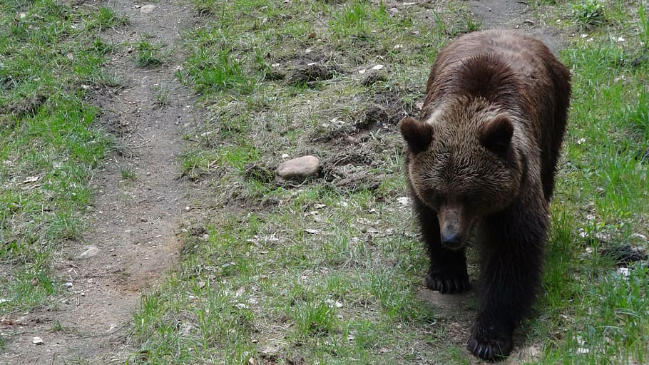 bear, mammals, teddy, forest, forests, brown bear, animal, animal themes HD wallpaper