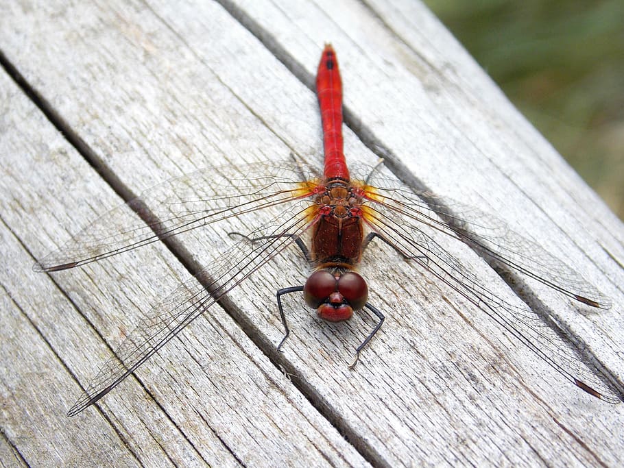 dragonfly, red dragonfly, macro, nature, insect, invertebrate HD wallpaper