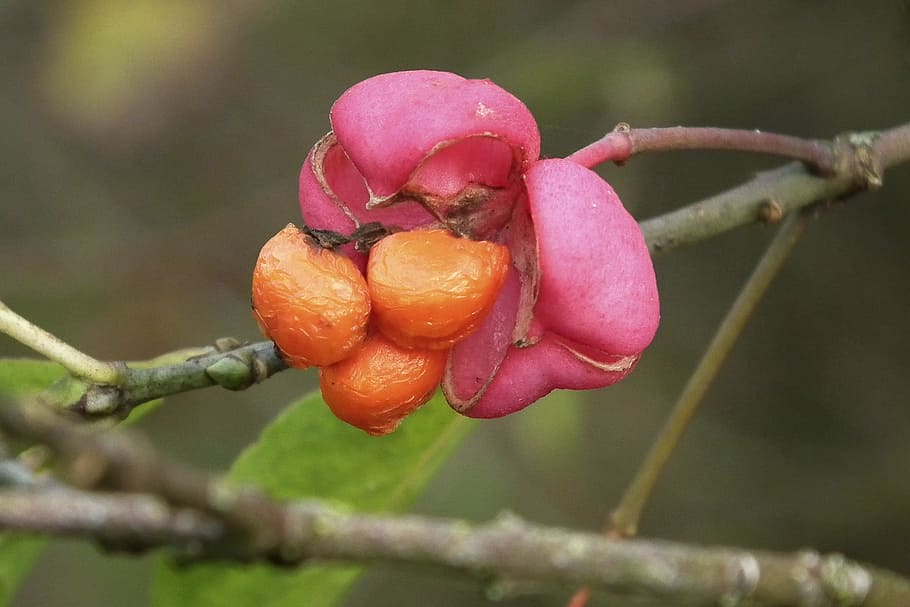 Spindle, Blossom, Bloom, Pink, Orange, autumn, fruit, food and drink HD wallpaper