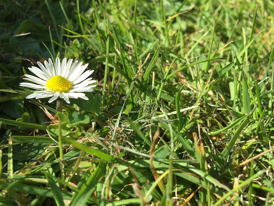 daisy, grass, meadow, spring, flower, lawn, field, garden, nature HD wallpaper