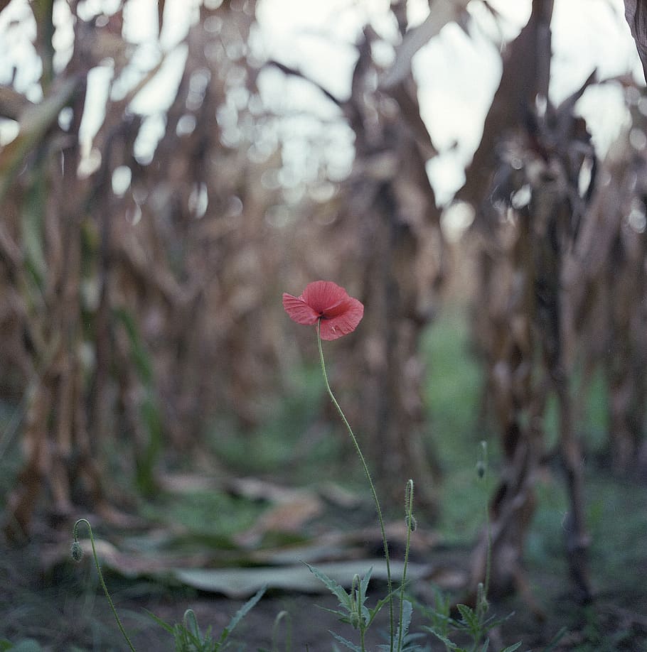 poppy, alone, field, red, spring, flower, wild, meadow, blossom HD wallpaper