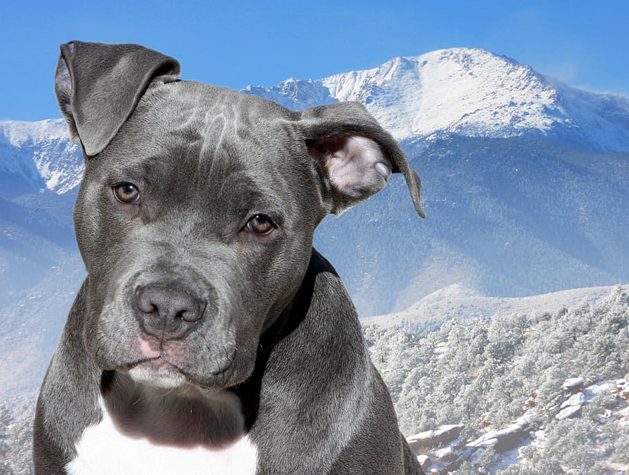 blue and white American Bully near glacier mountain at daytime