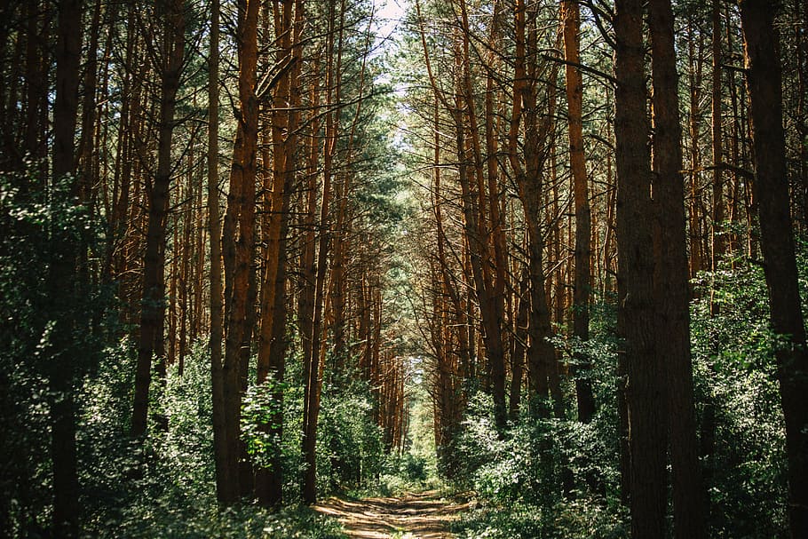 brown pathway surrounded by bare tree lot, trail, forest, woods HD wallpaper