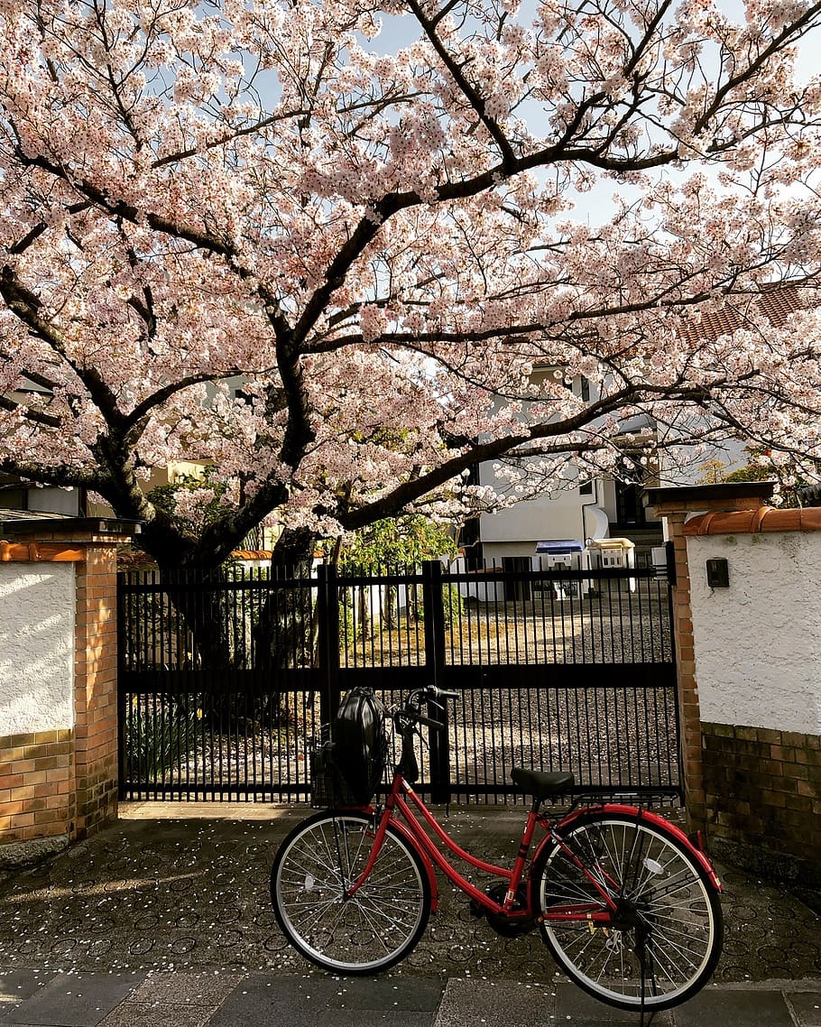 tree, flower, house, garden, cherry, sakura, japan, bicycle, HD wallpaper