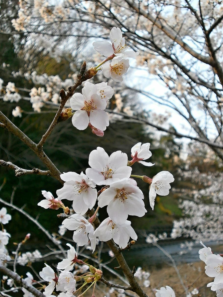cherry, cherry tree, cherry blossoms, spring, plant, flower HD wallpaper