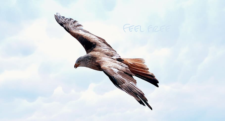 brown and white eagle flying during daytime, dom, adler, raptor, HD wallpaper