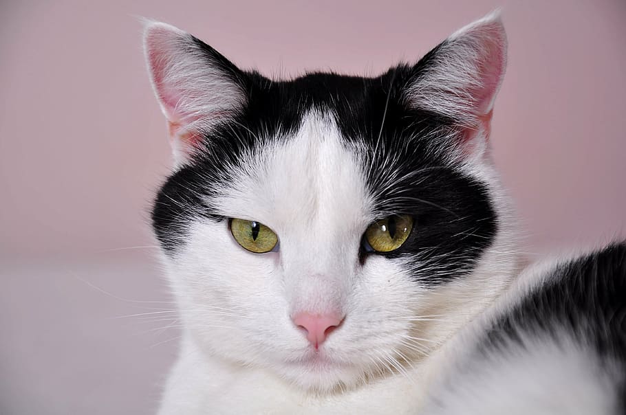 short-fur white and black cat looking straight to the camera HD wallpaper
