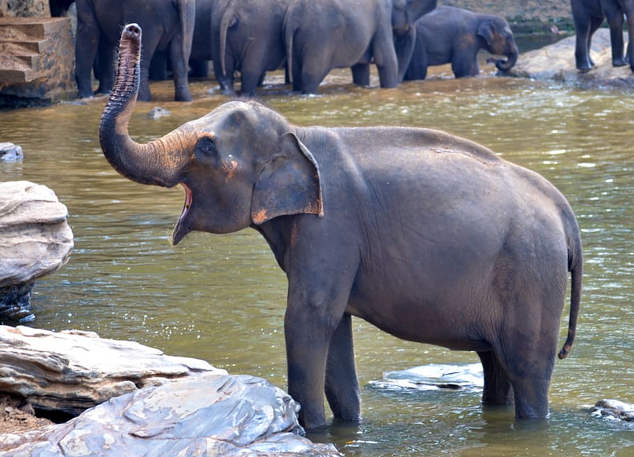 elephant calf on water near its herd during day, elephant bath, HD wallpaper