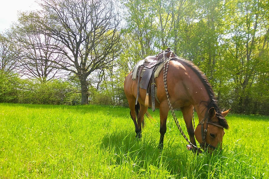 Horse, Meadow, Trees, grass, green color, animal themes, domestic animals HD wallpaper