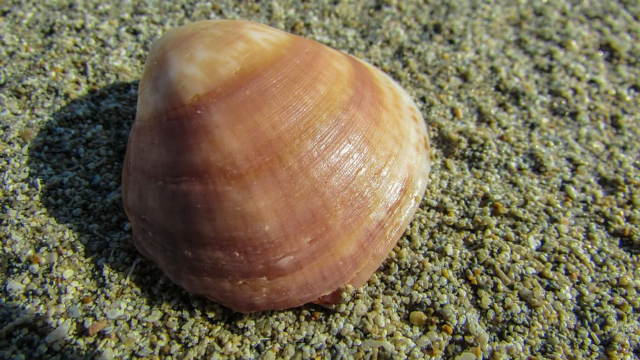 shell, sand, beach sand, nature, animals in the wild, animal wildlife HD wallpaper