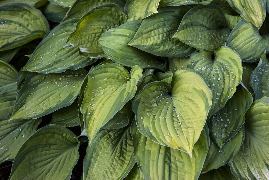 green, plants, nature, rain, drops, freshness, food and drink HD wallpaper