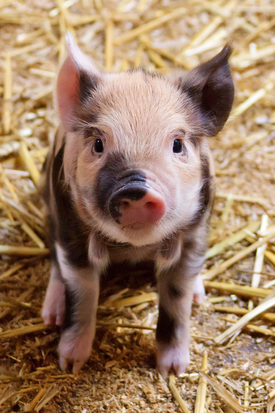 Cute Pigs Wallpaper Download