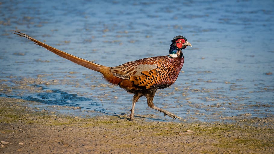 brown bird walking near body of water, pheasant, wings, afloat HD wallpaper