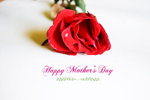 red rose with Happy Mother's Day text, april, background, beauty HD wallpaper