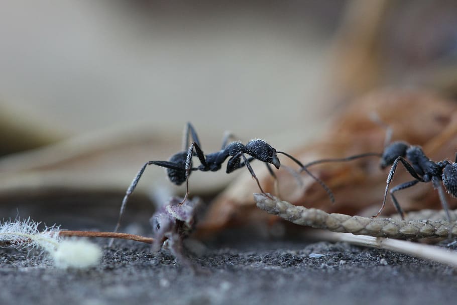 two black ant on ground macro photography, ants, insect, garden HD wallpaper