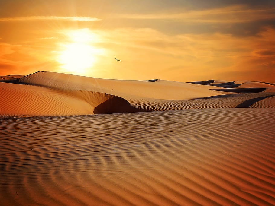 bird flying on desert during daytime, photo, sunny day, sand HD wallpaper