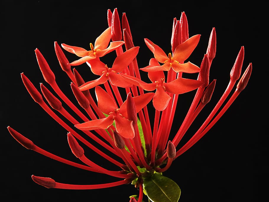 red ixora flower, ixora coccinea, blossom, bloom, madder plant, HD wallpaper