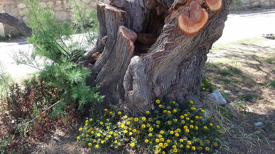 Tree, Nature, Log, tree in the tree, tree trunk, day, outdoors HD wallpaper