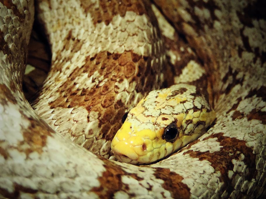 snake, reptile, corn, wildlife, animal, nature, white, red HD wallpaper