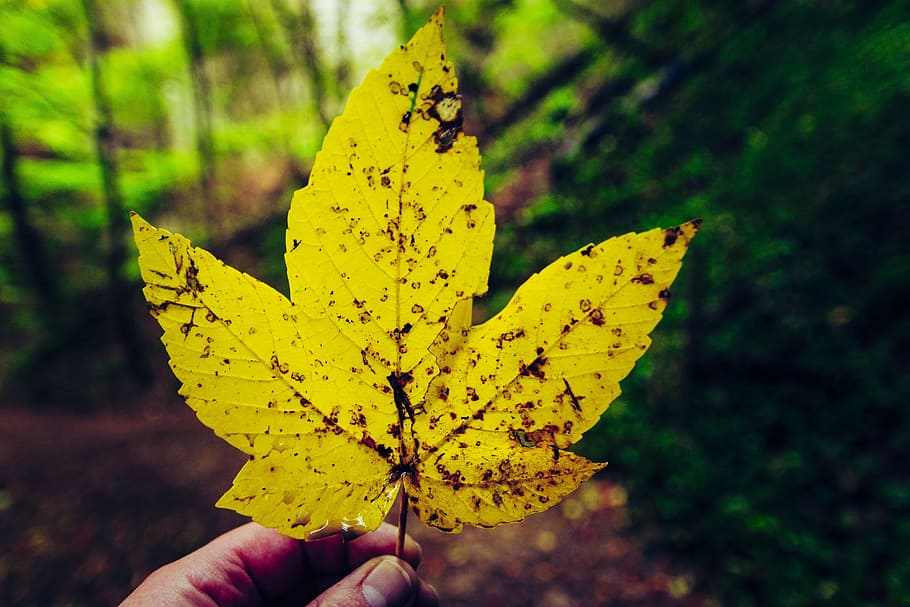 fall foliage, yellow sheet, maple, maple leaf, colorful, bright HD wallpaper