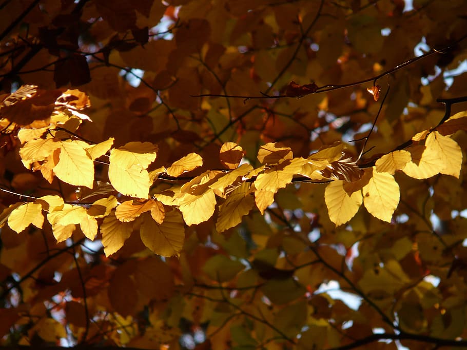 Beech, Fagus Sylvatica, deciduous tree, golden autumn, golden october HD wallpaper