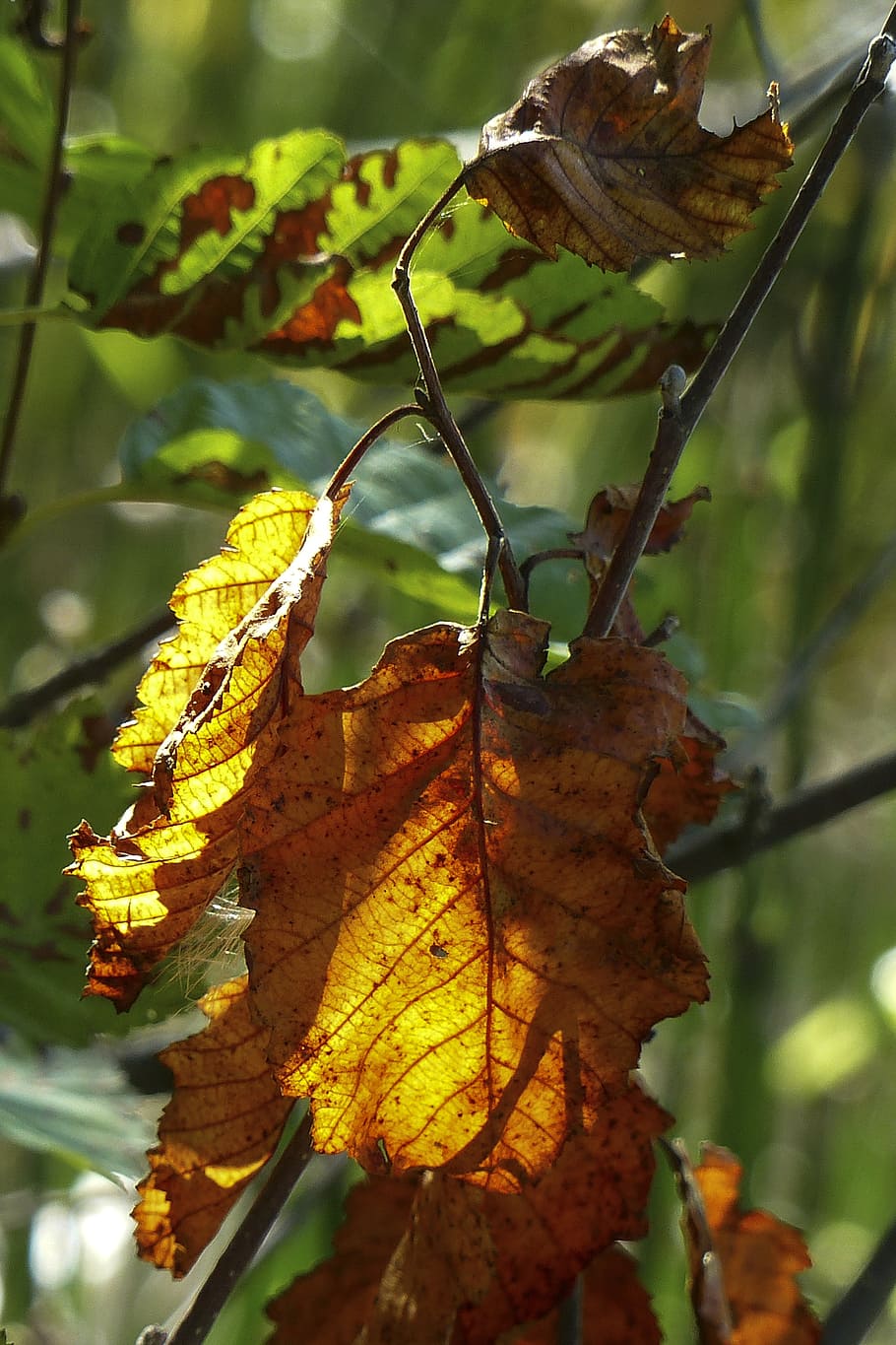 foliage, autumn, nature, fall, leaves, colorful, back light HD wallpaper