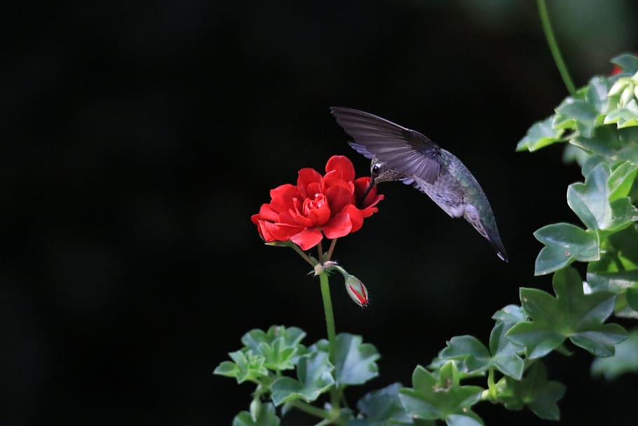 gray hummingbird, flower, nature, nectar, summer, wildlife, green, HD wallpaper