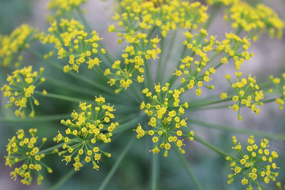 dill, plant, flower, closeup, green, umbrella dill, flowering plant HD wallpaper