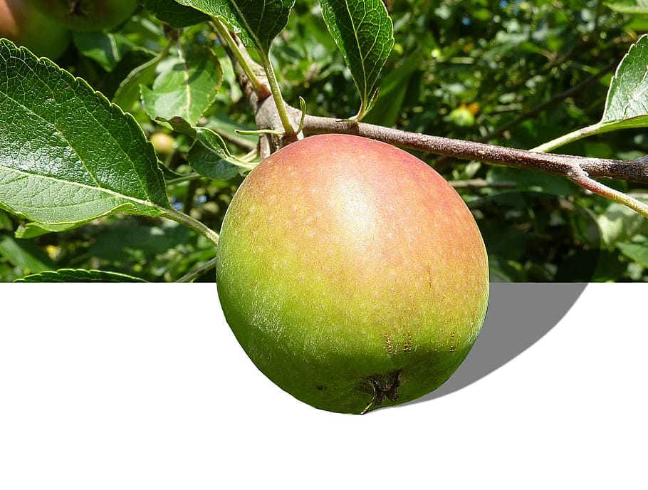 apple, fruit, vitamins, red, apple tree, healthy, garden, delicious HD wallpaper