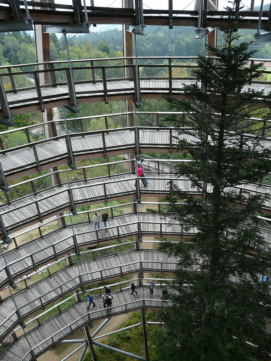 Treetop, Path, Web, Boardwalk, treetop path, construction, observation tower HD wallpaper