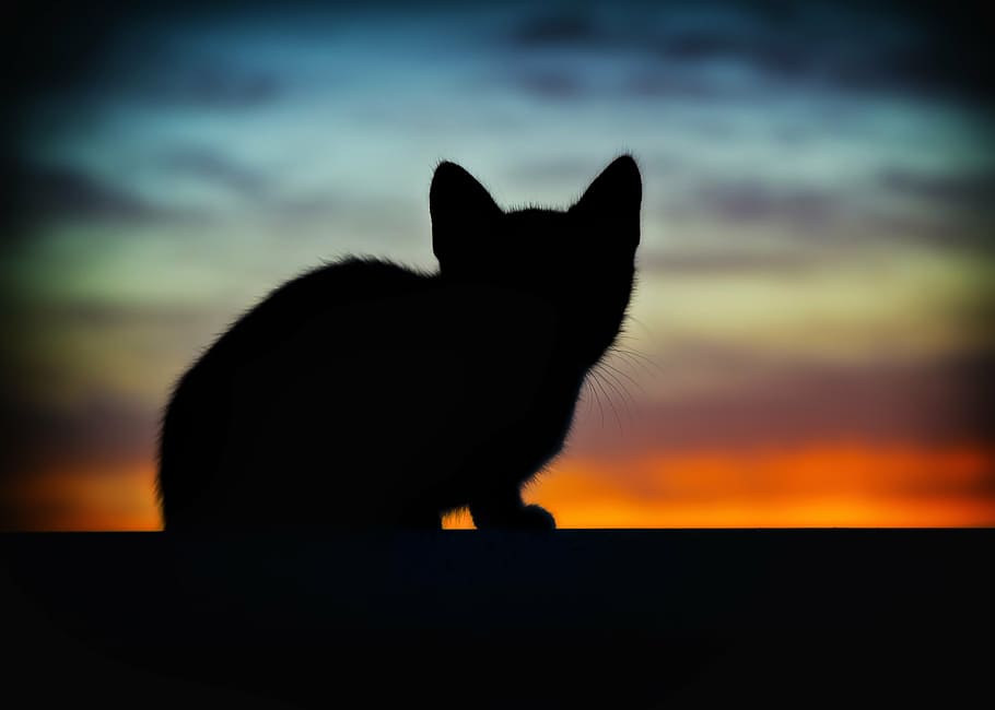 animal, art, backlight, backlit, cat, dawn, dusk, evening, kitten HD wallpaper
