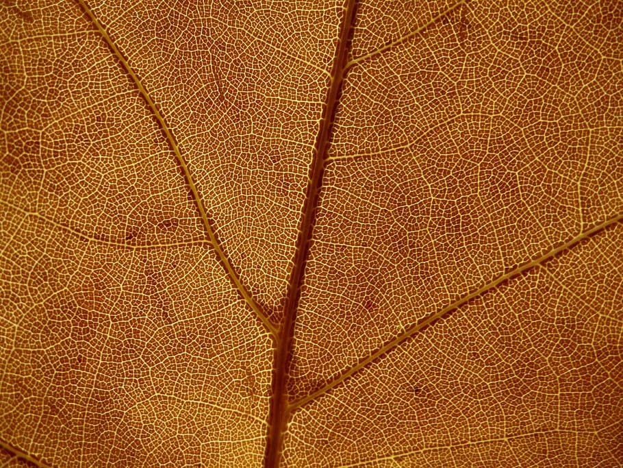 leaf, fall foliage, nature, orange, macro, full frame, backgrounds HD wallpaper
