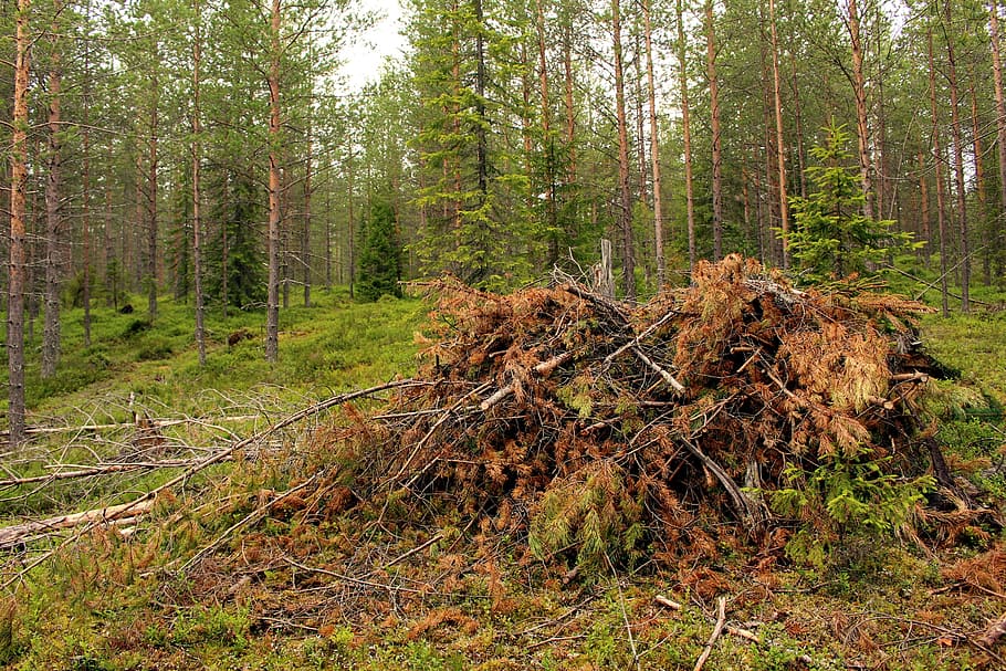 forest, terrain, woodwork, grove, six, pine, tree, conifer HD wallpaper