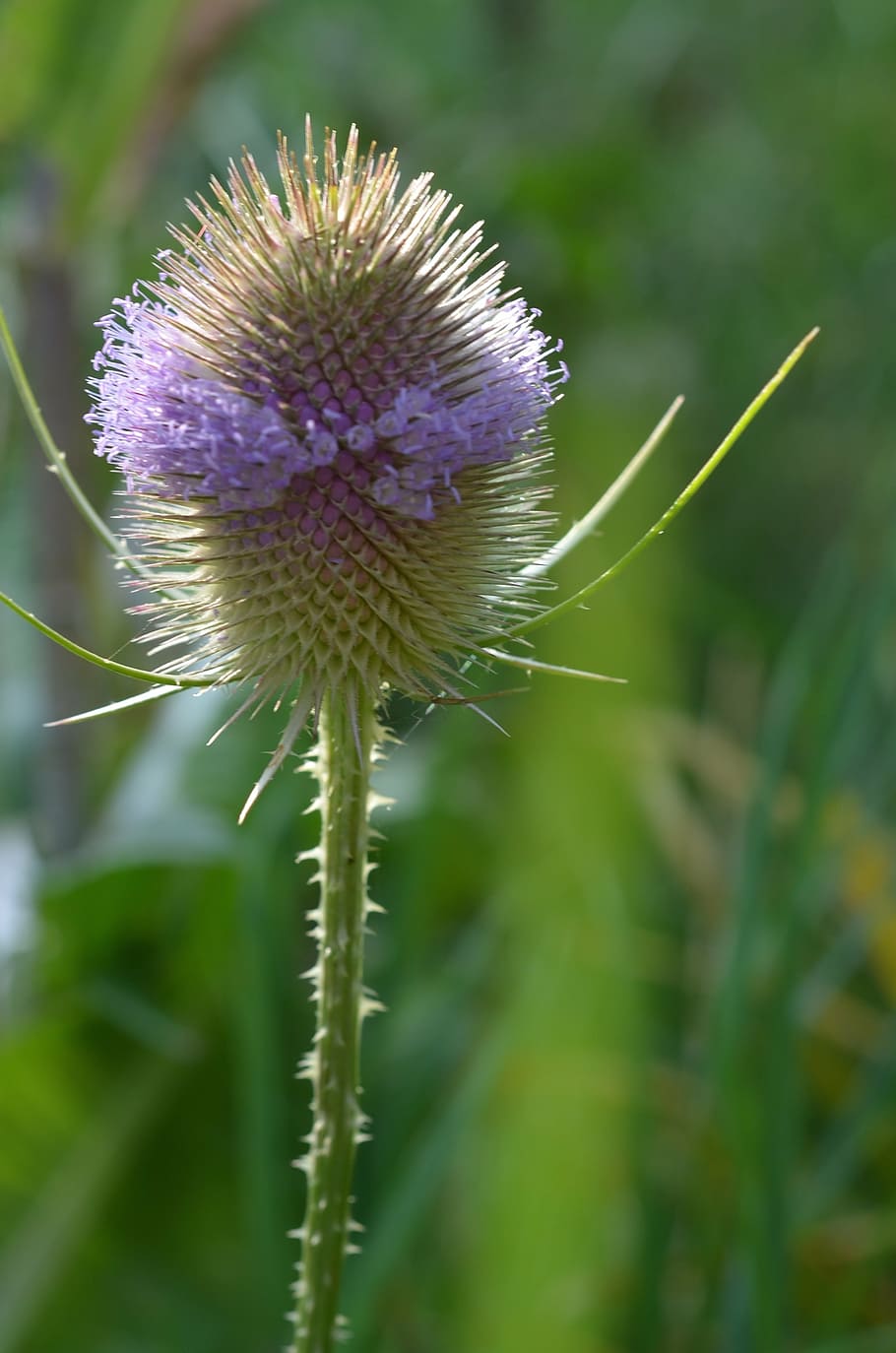 thistle, donkey thistle, nature, plant, flower, summer, close-up HD wallpaper