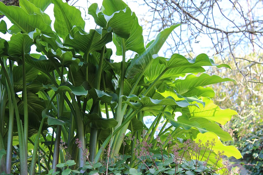 plant, leaf, leaves, green, nature, spring, decoration, tropical HD wallpaper