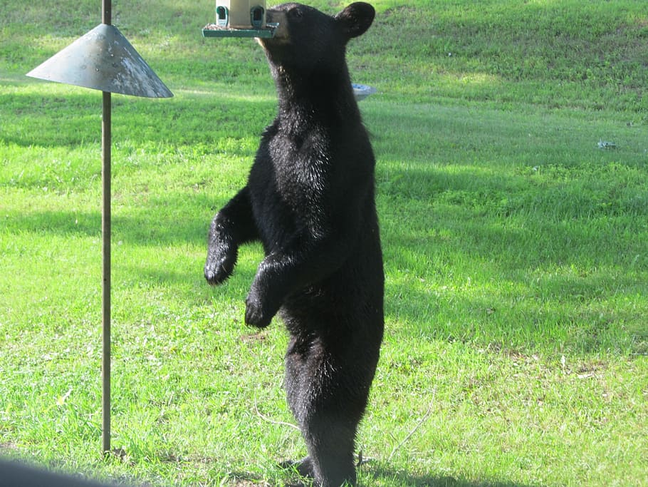 bear, hungry, eating, beautiful, wildlife, breathtaking, animal HD wallpaper
