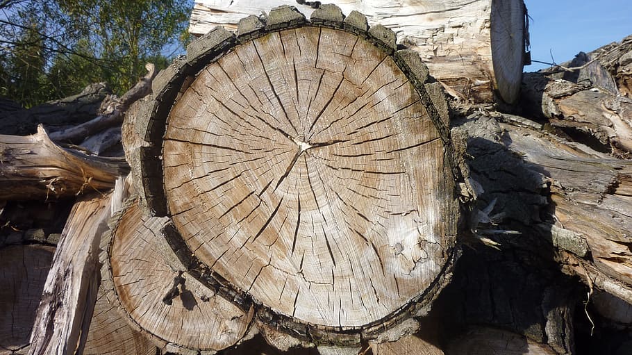 wood, log, nature, annual rings, tree, wood - material, day, HD wallpaper
