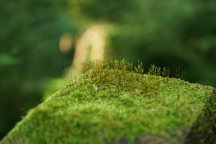 pool, green, abstract, nature, plants, leaf, state of the union HD wallpaper