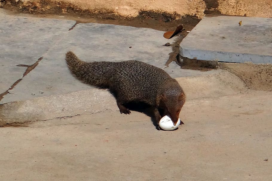 mongoose, grey, indian, egg, grappling, animal, wildlife, mammal HD wallpaper