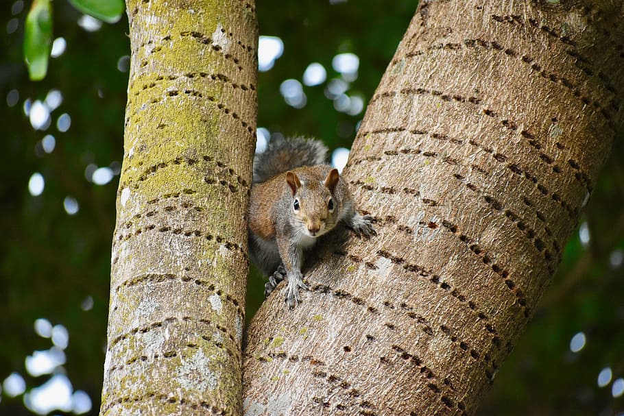 animals, squirrel, nature, wild, cute, one animal, animals in the wild HD wallpaper