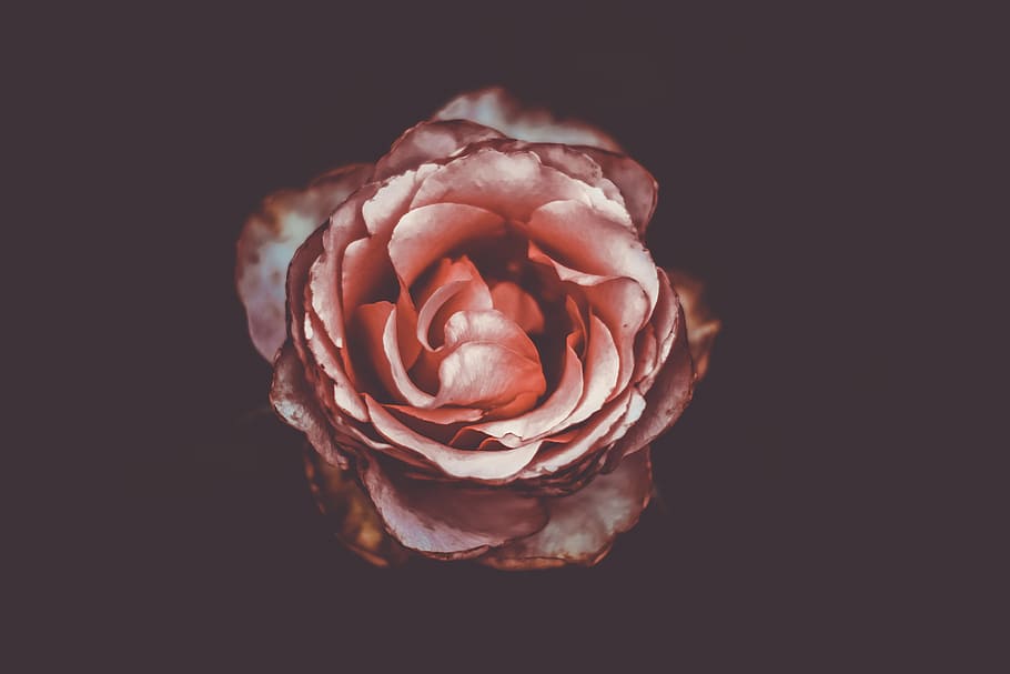 macro photography of pink rose flwoer, close shot of pink rose HD wallpaper
